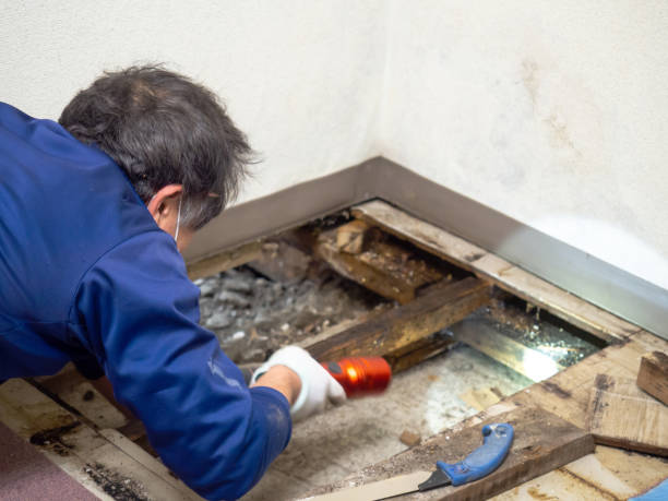Mold Removal and Inspection in Cataula, GA
